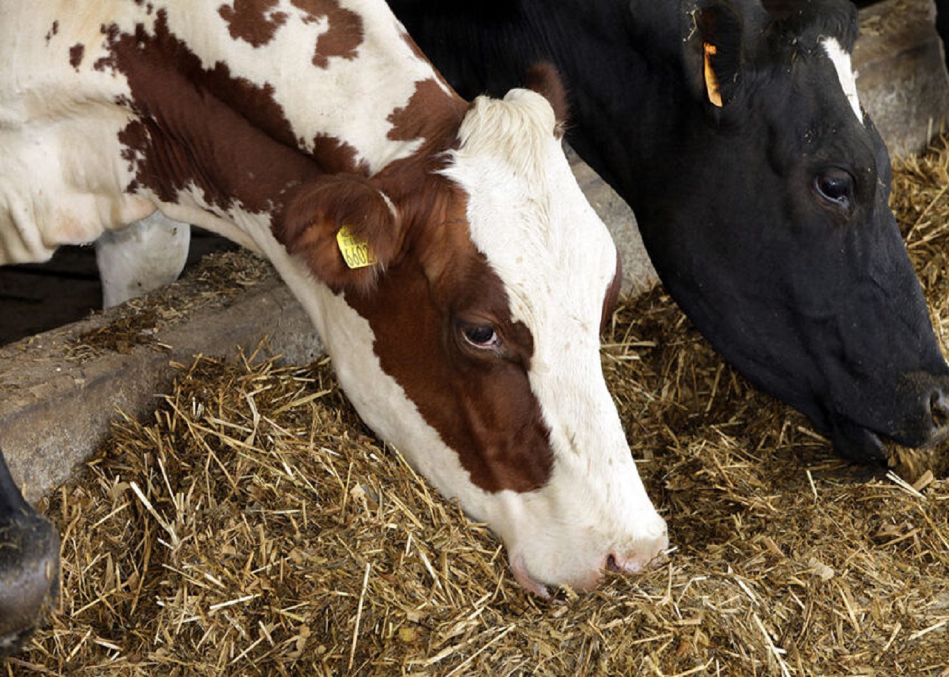 Basic Dairy Nutrition and Management